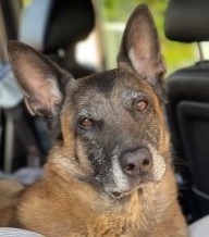 WI K9 SOS Image of files/Dog_Image/2023-07-19_1603_Odin2023.jpg