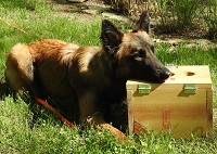 WI K9 SOS Image of files/Dog_Image/Cousteau.JPG