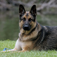 WI K9 SOS Image of Dillon