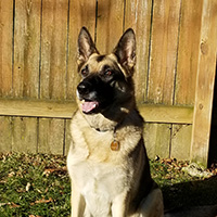 WI K9 SOS Image of files/Dog_Image/Eisa.jpg