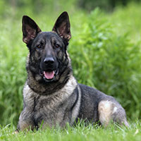 WI K9 SOS Image of Jaeger