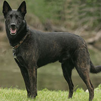 WI K9 SOS Image of Koga