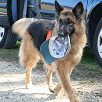 WI K9 SOS Image of Shadow