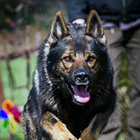 WI K9 SOS Image of files/Dog_Image/cayvic.jpg