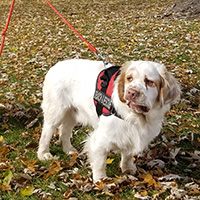 WI K9 SOS Image of files/Dog_Image/toby.jpg